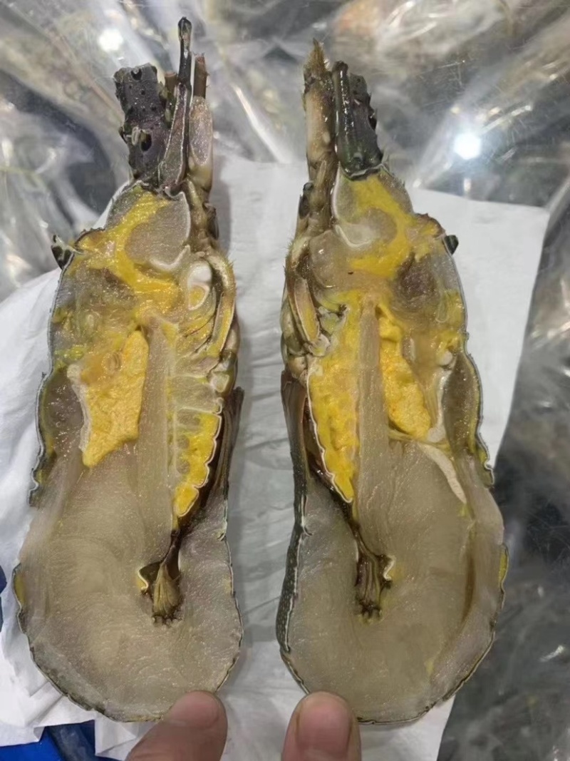 生冻青龙仔
