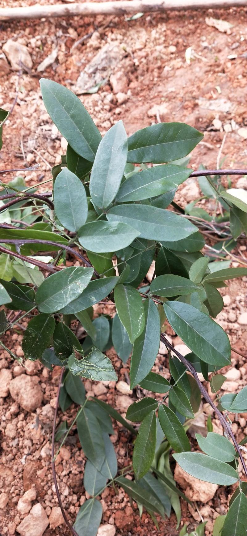 广西金秀县大瑶山野生牛大力干片