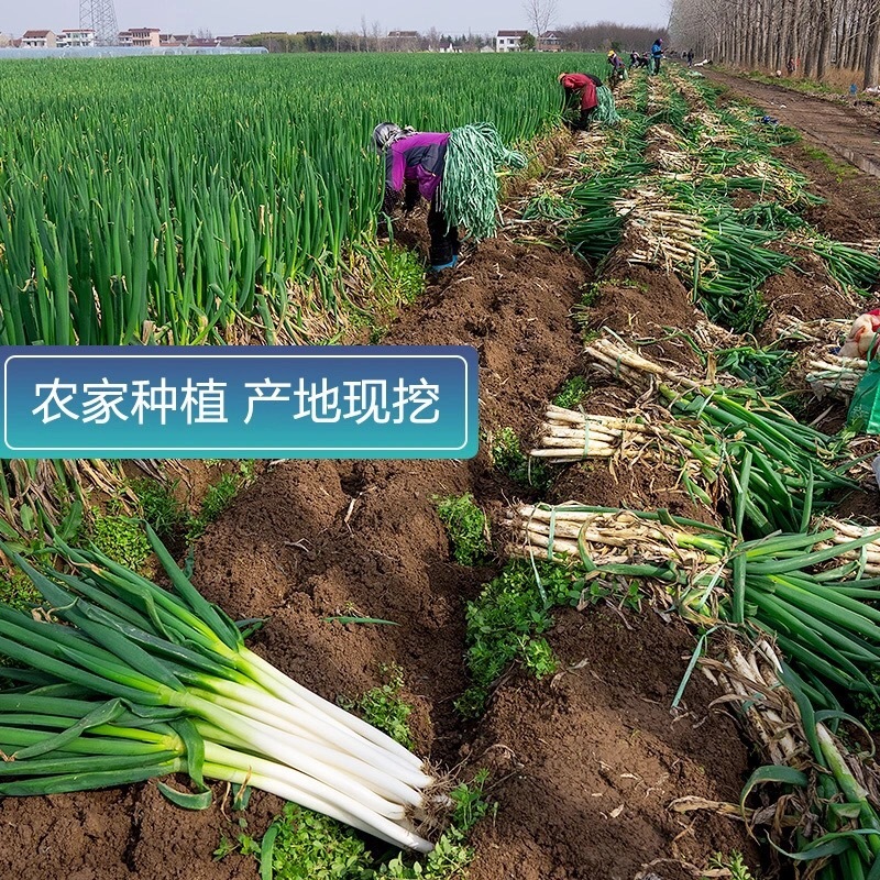 大葱