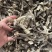 鹿茸菇新货烤干一箱净重10斤