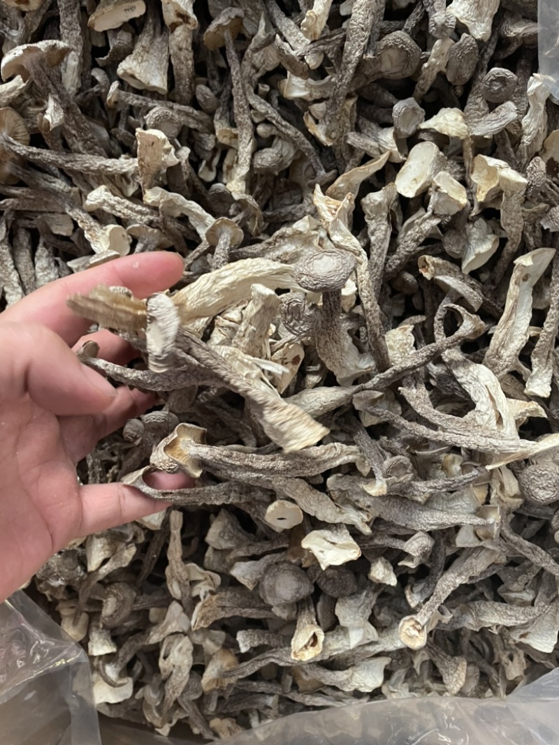 鹿茸菇新货烤干一箱净重10斤