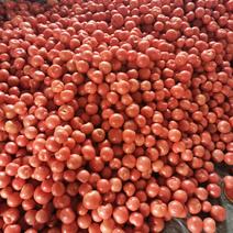 万亩硬粉西红柿产地直销全国