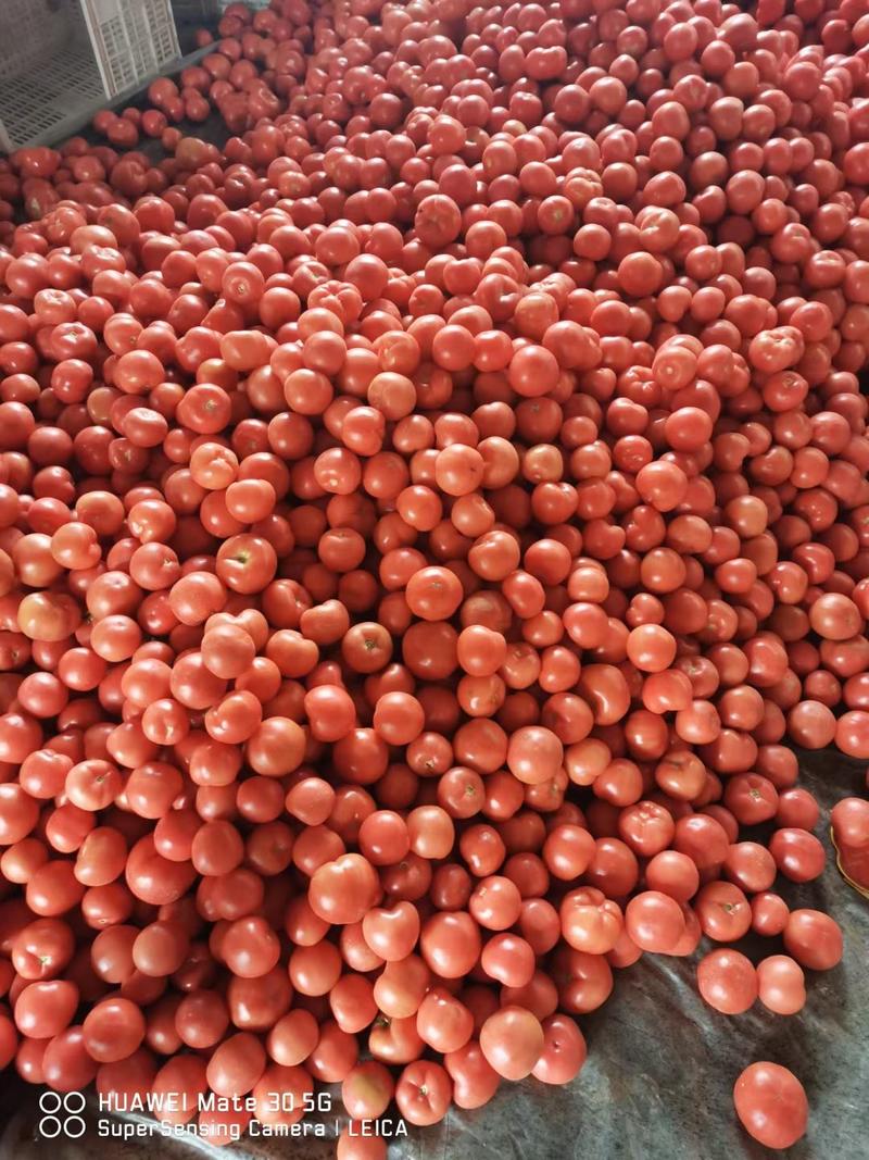 万亩硬粉西红柿产地直销代发全国