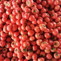 河北肥乡区万亩硬粉西红柿一手货源代购