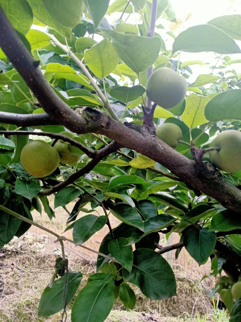 翠冠梨，翠玉518
