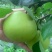 翠冠梨，翠玉518