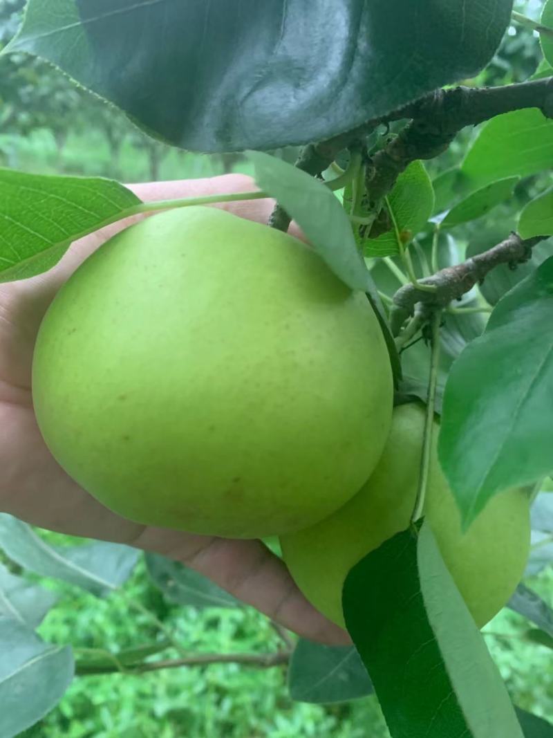 翠冠梨，翠玉518