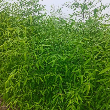 精品刚竹，现挖现卖，绿化工程装车发货，海量大单，预订有优