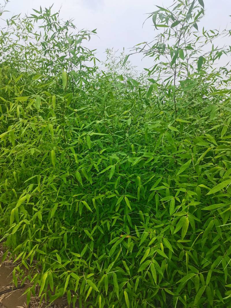 精品刚竹，现挖现卖，绿化工程装车发货，海量大单，预订有优