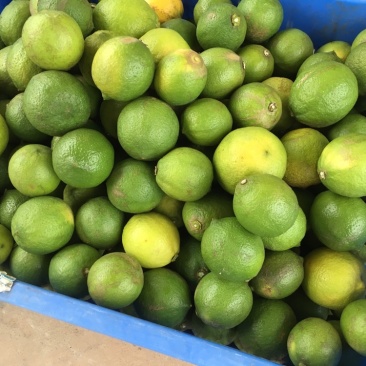 尤力克次果