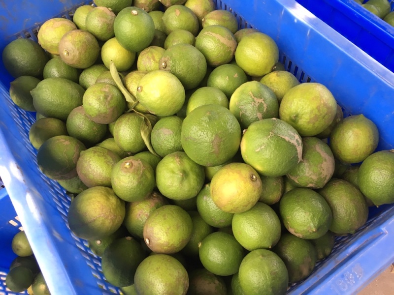 尤力克次果