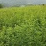川藿香大量供应
