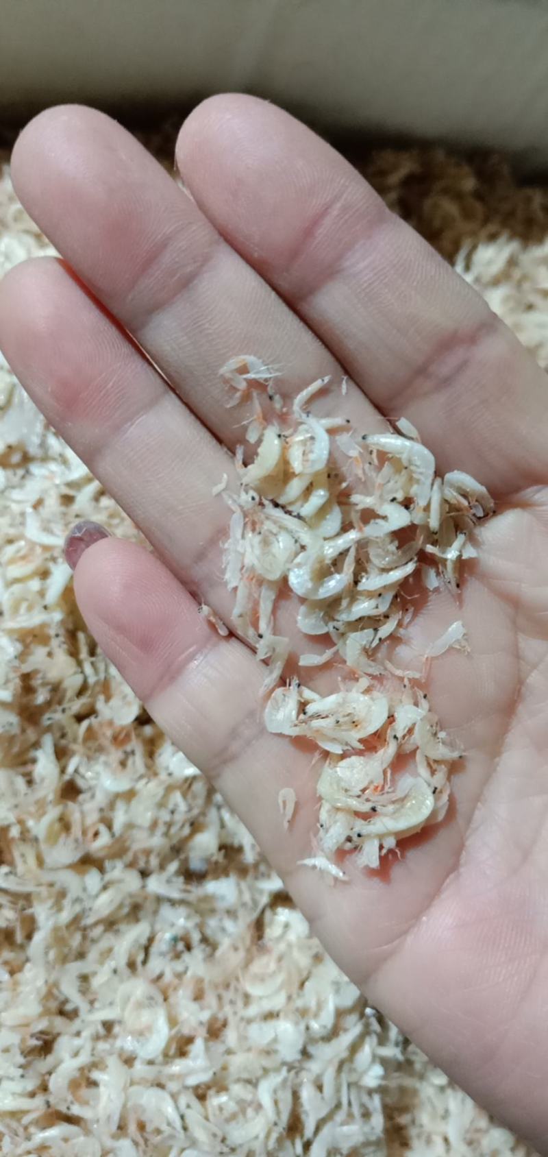 山东虾皮，价格便宜大量现货货源充足新货上市