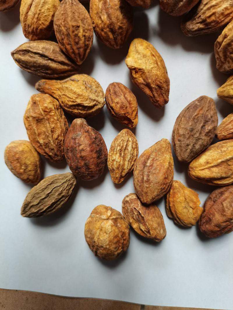 诃子柯子金珂子看规格下单批发零售品种齐全金柯
