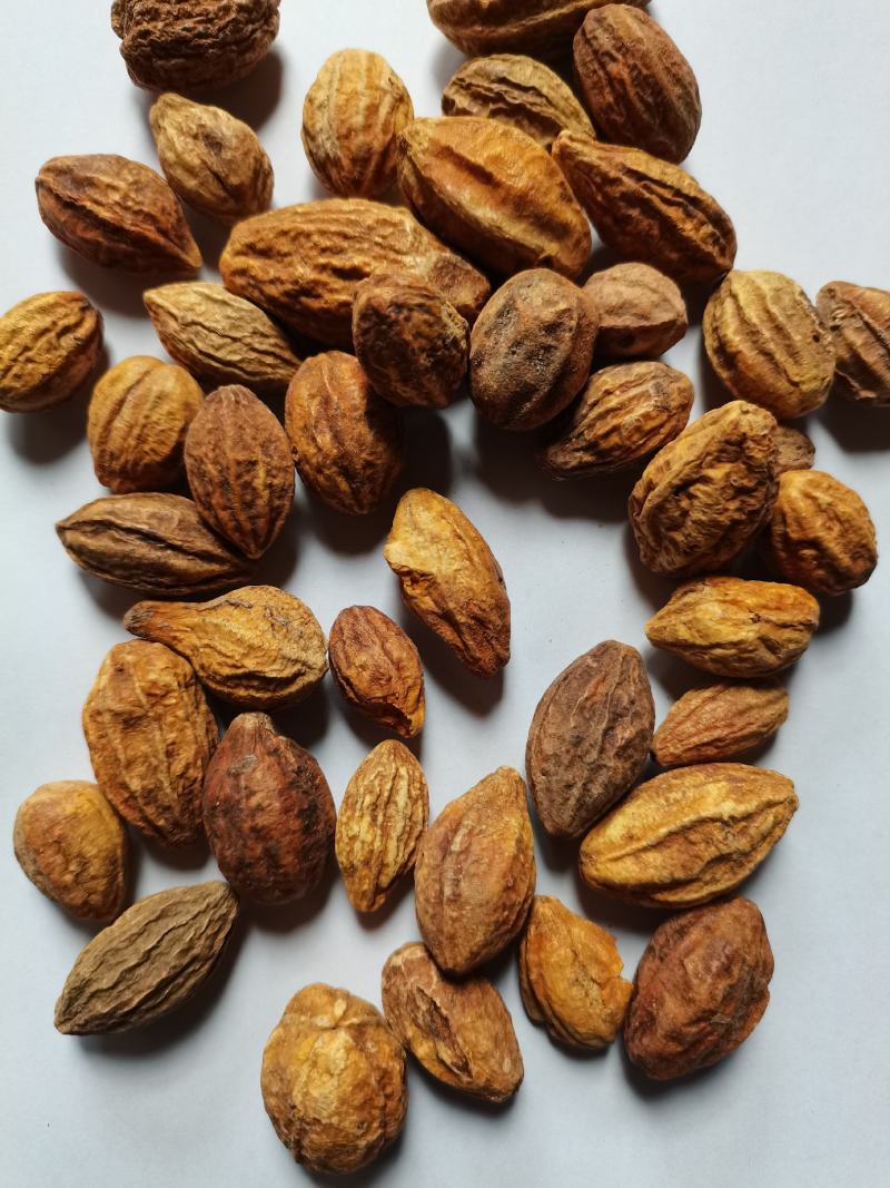 诃子柯子金珂子看规格下单批发零售品种齐全金柯