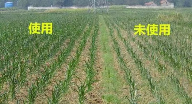 美斯鱼肽蛋白浓缩液源自日本深海鱼40摄氏度低温酶解技术