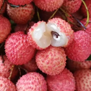 荔枝桂味