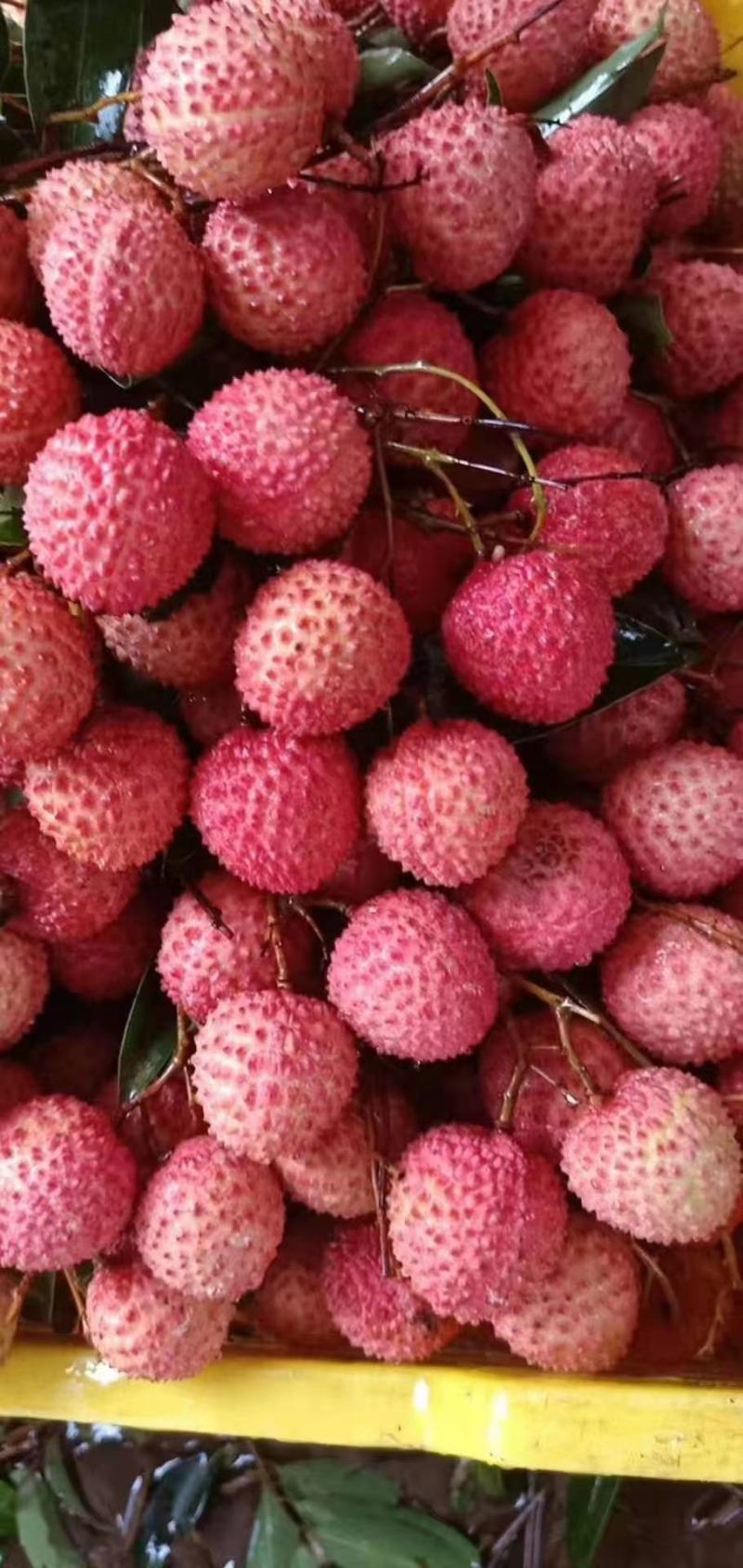 荔枝桂味