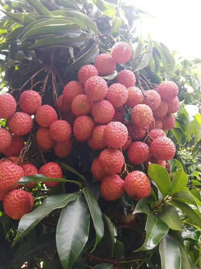 荔枝桂味