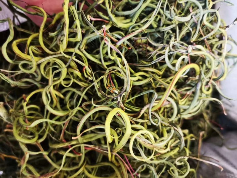 小叶化石草