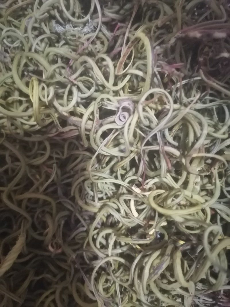小叶化石草