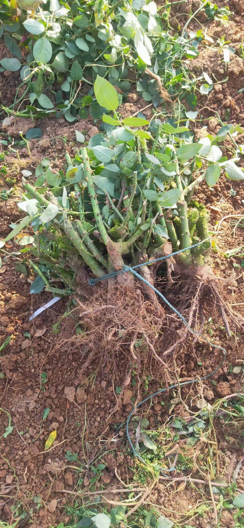 切花月季鲜切花大花月季苗丰花月季基地直销