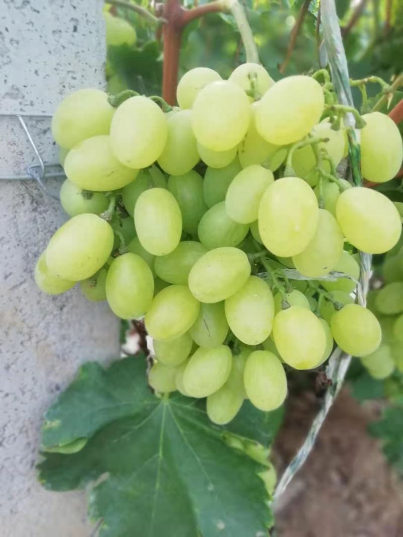 维多利亚葡萄0.8~1斤5%以下