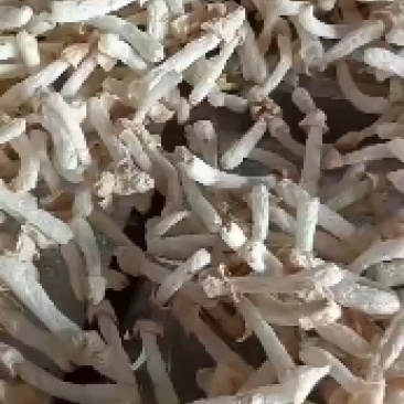 优质竹荪，产地直销，天然无硫，材火慢烤，质量值得信赖
