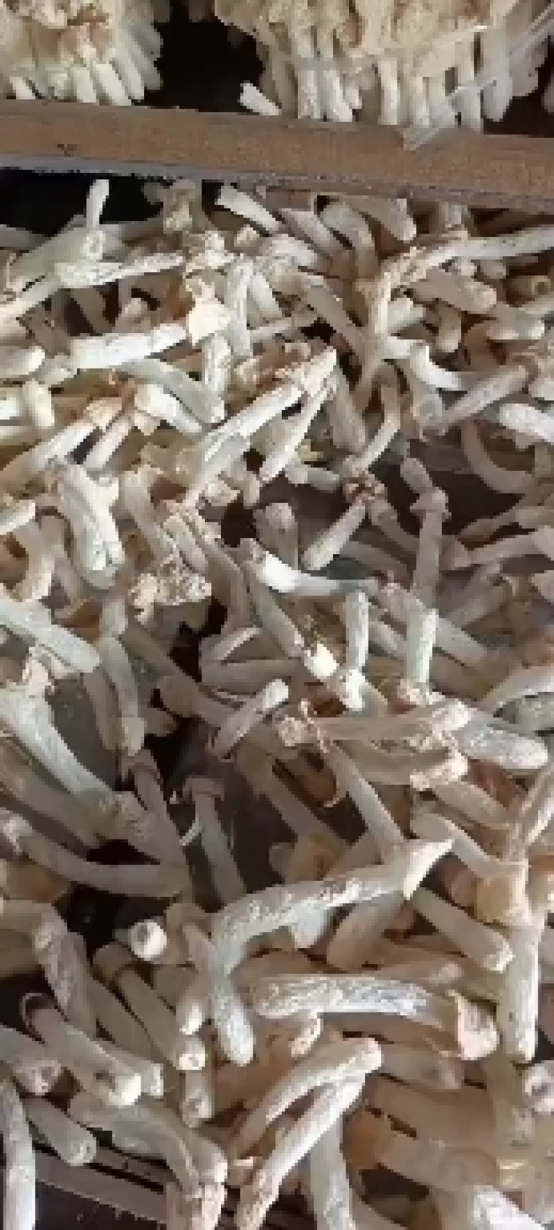优质竹荪，产地直销，天然无硫，材火慢烤，质量值得信赖