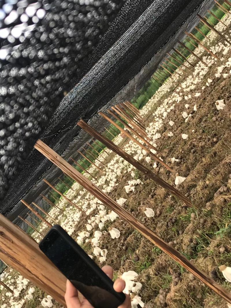 优质竹荪，产地直销，天然无硫，材火慢烤，质量值得信赖