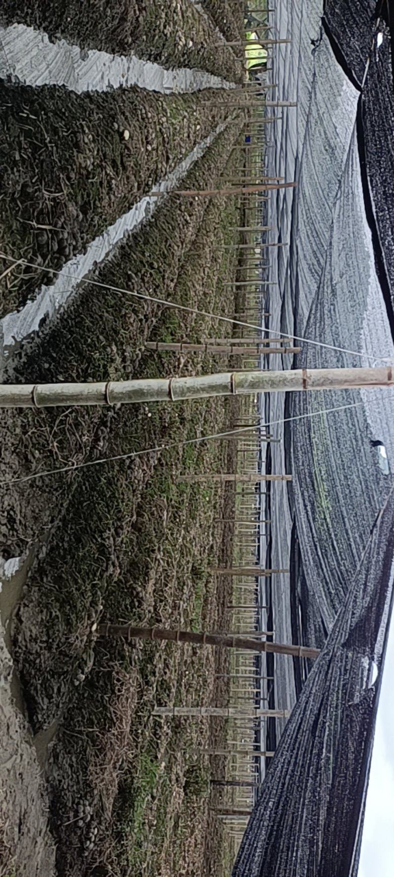 优质竹荪，产地直销，天然无硫，材火慢烤，质量值得信赖