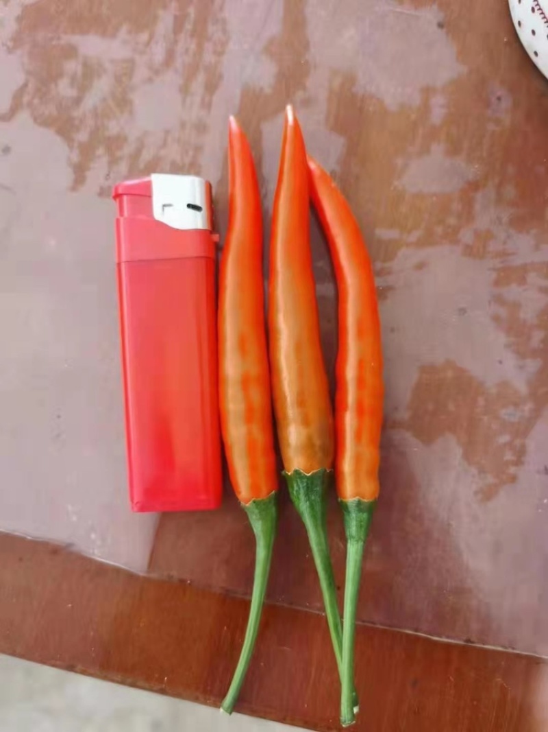 【优选好货】云南精品朝天椒红椒艳红基地直供对接批发商超