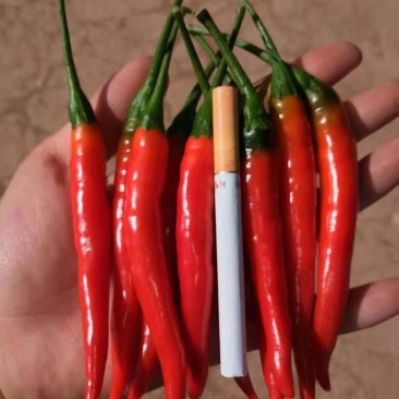 【牛商推荐】云南精品朝天椒大量上市基地直供量大价优