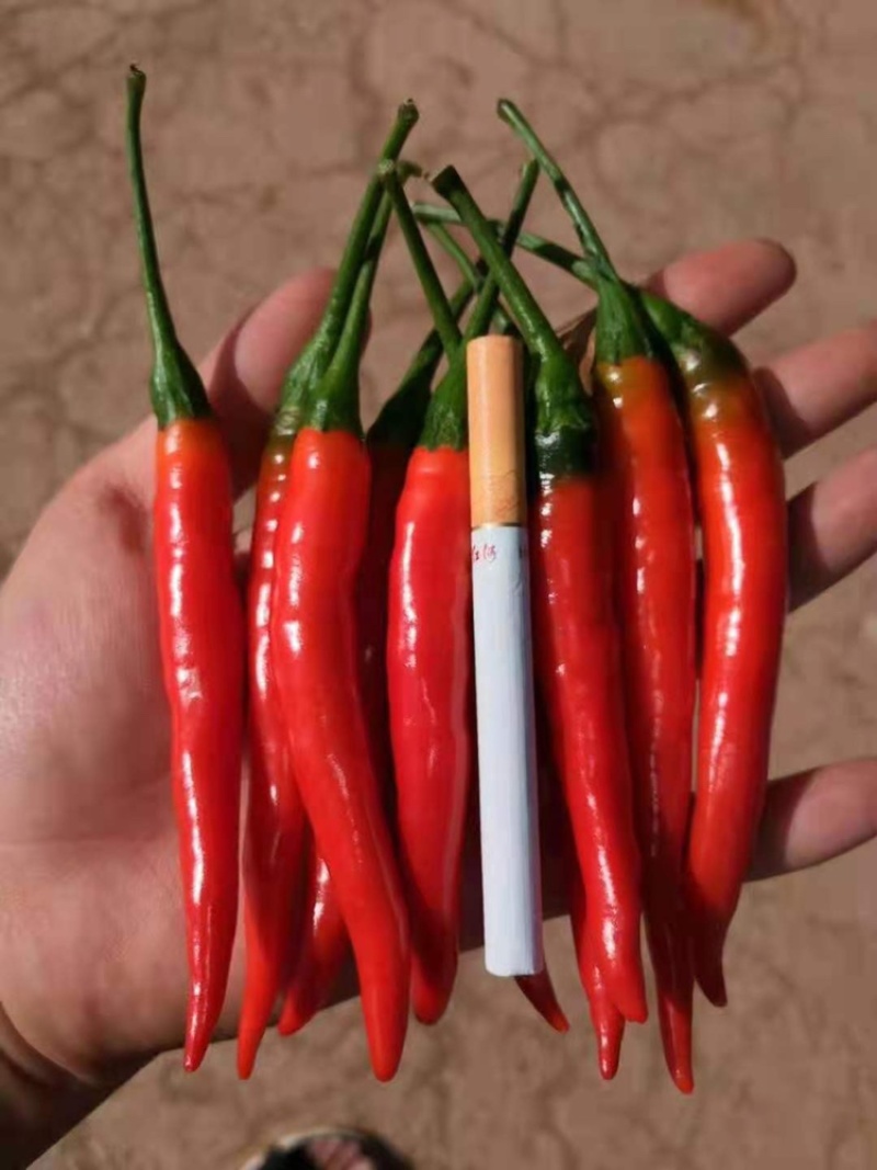 【牛商推荐】云南精品朝天椒大量上市基地直供量大价优
