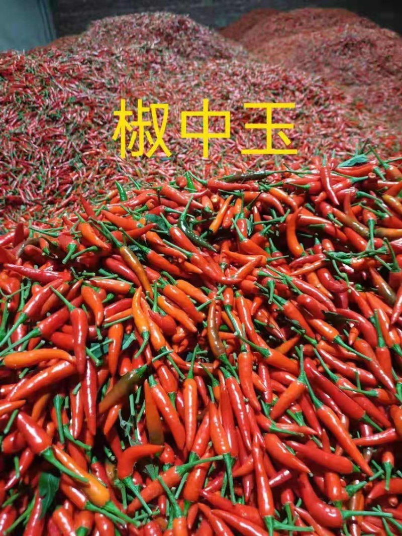 【牛商推荐】云南精品朝天椒大量上市基地直供量大价优