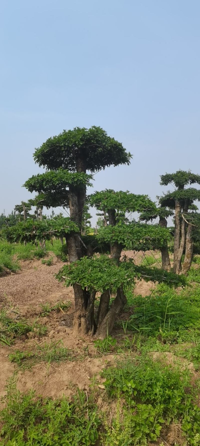 对接白蜡，对节白蜡造型，丛生对接白蜡，成活率高，一手货源