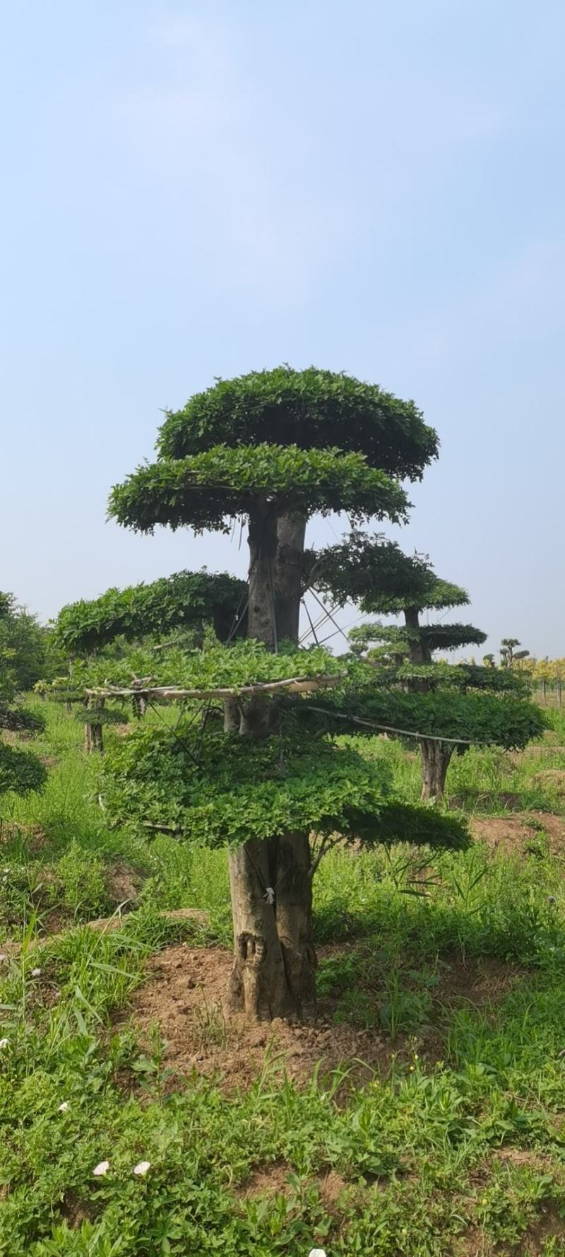 对接白蜡，对节白蜡造型，丛生对接白蜡，成活率高，一手货源