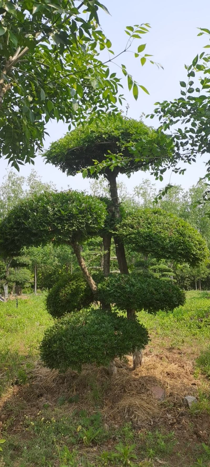 对接白蜡，对节白蜡造型，丛生对接白蜡，成活率高，一手货源