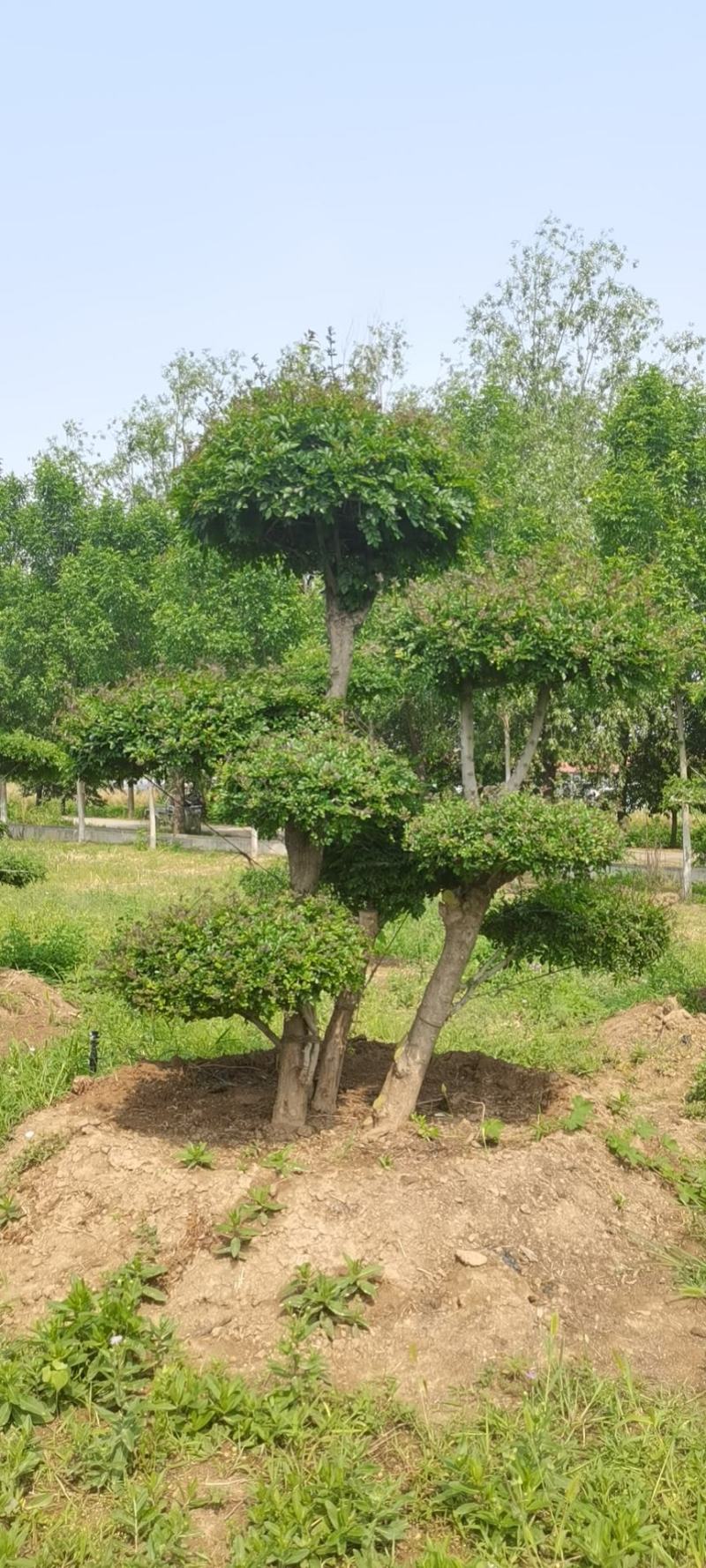 对接白蜡，对节白蜡造型，丛生对接白蜡，成活率高，一手货源