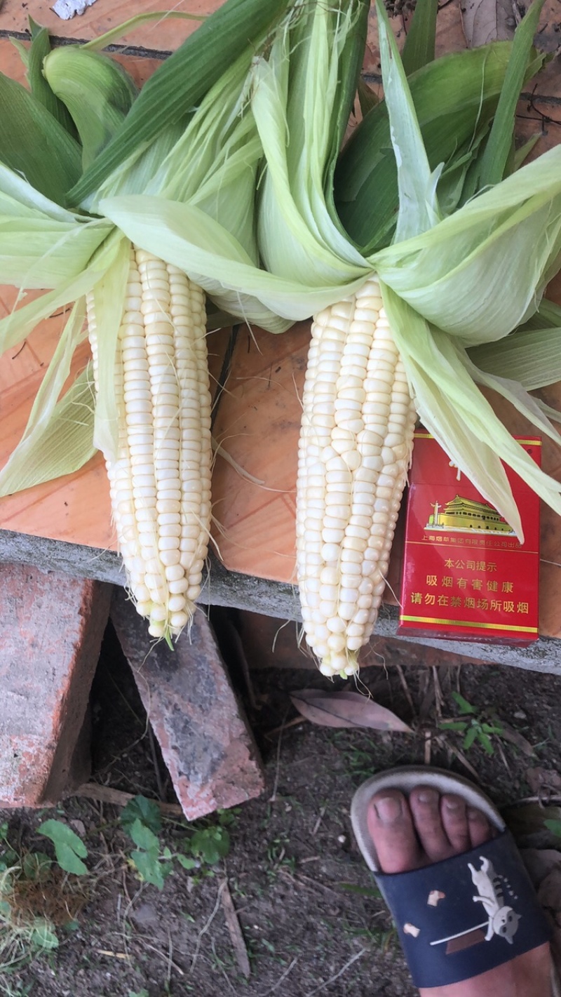 黄甜花糯白糯