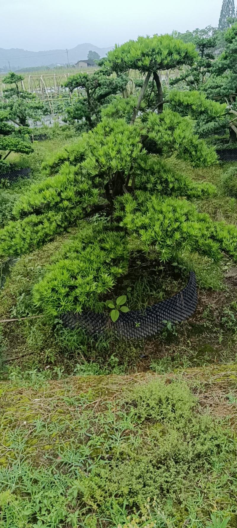 金园苗园造型罗汉松长期供应各种造型树，价格便宜，质量好。