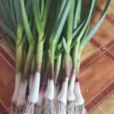 精品蒜苗