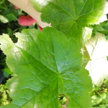 野生八角莲