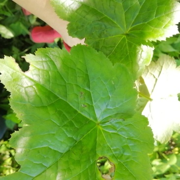 野生八角莲