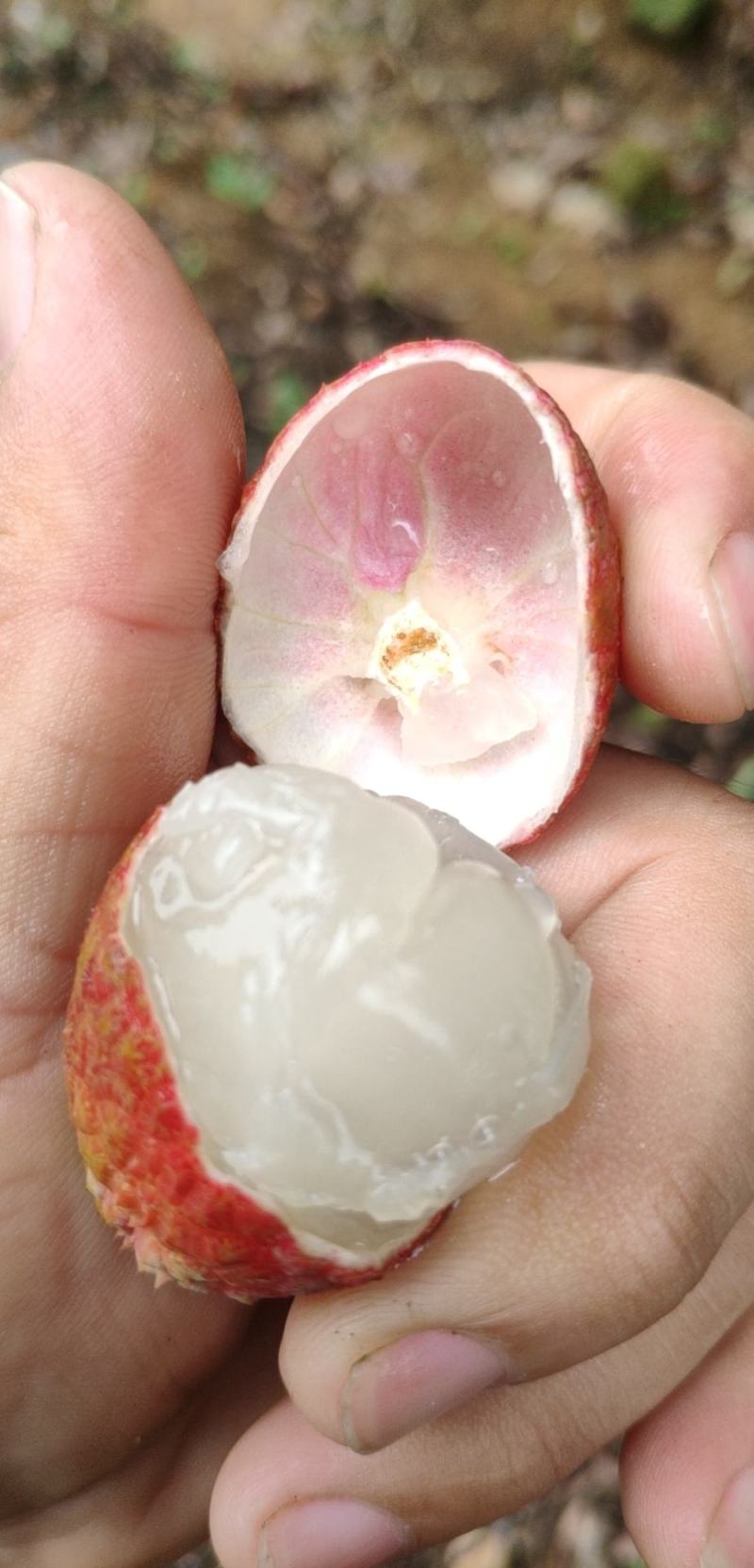 黑叶荔枝又红又大
