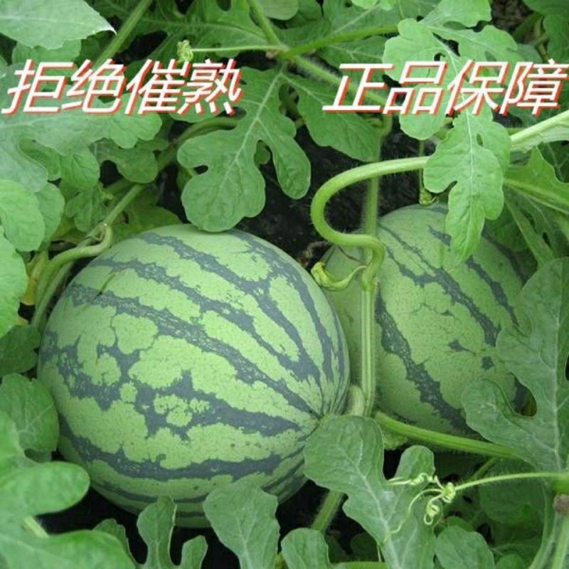 万亩西瓜美都西瓜皮薄汁多糖度高可批发可电商