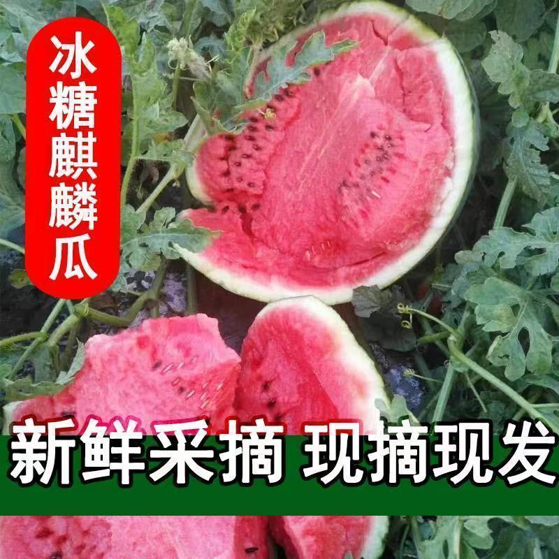 万亩西瓜美都西瓜皮薄汁多糖度高可批发可电商
