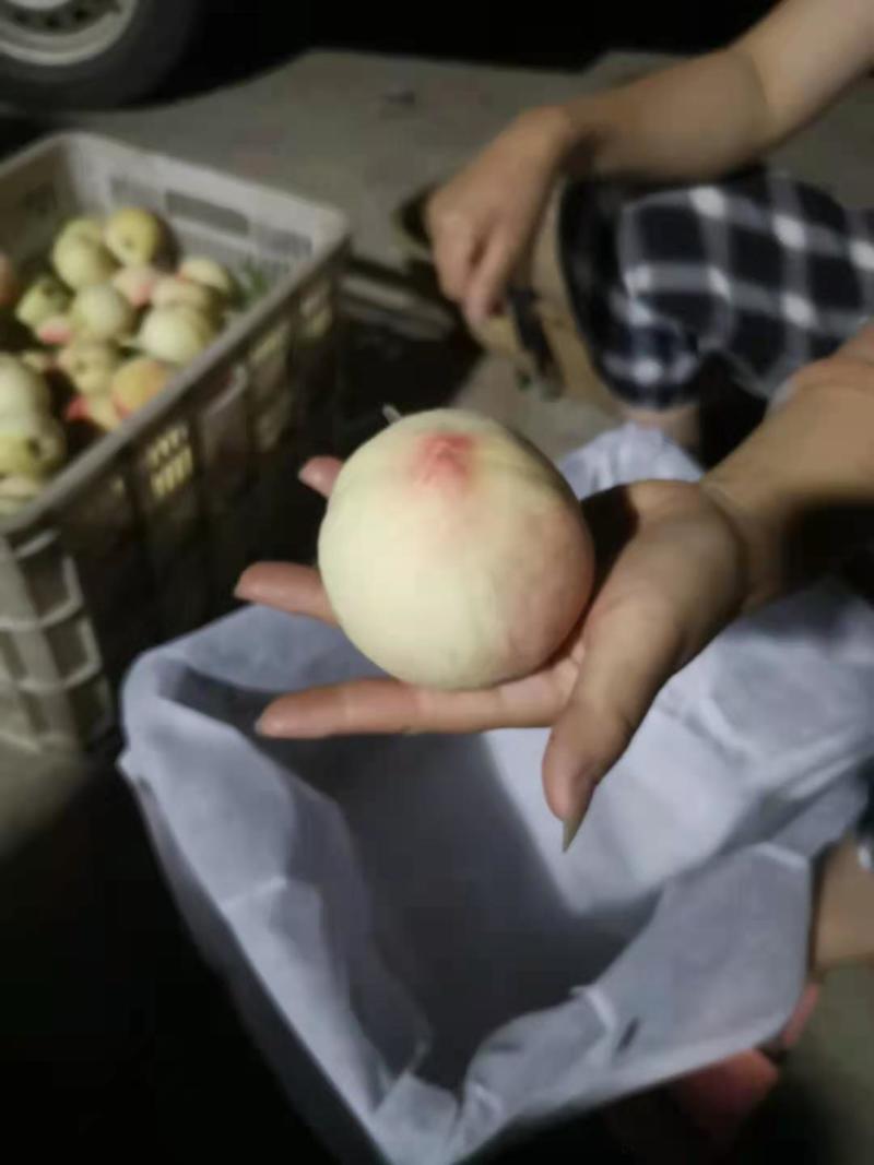 奶白红粉桃上市，自产自销，欢迎新老朋友合作