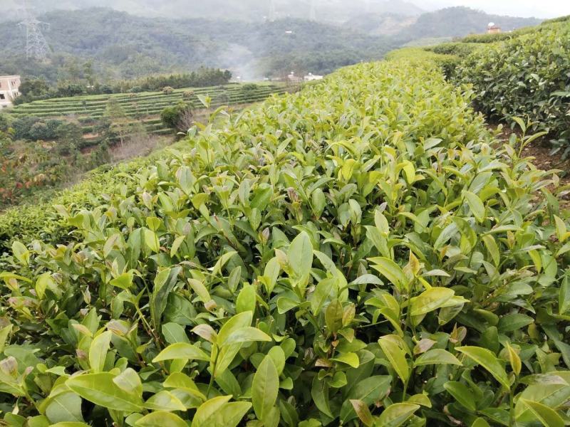 手工高山茶