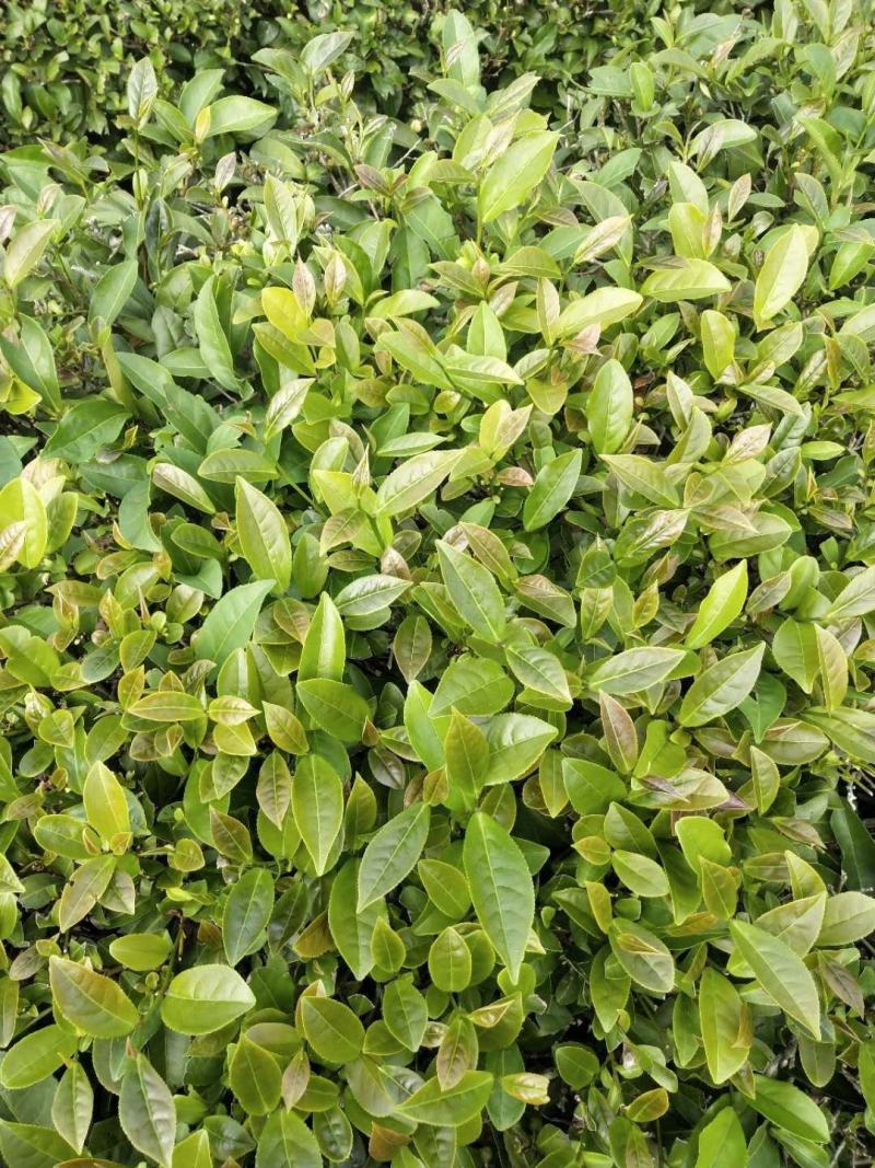手工高山茶